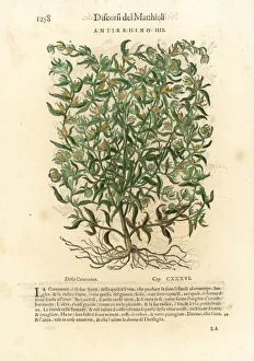 Anazarbeo Gallery: Snapdragon variety, Antirrhinum species