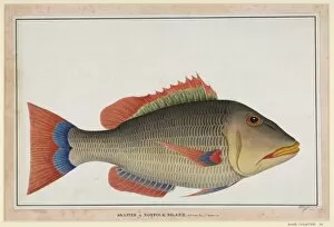 Bony Fish Collection: Snapper fish