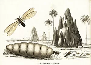 Snapping termite, Termes fatalis