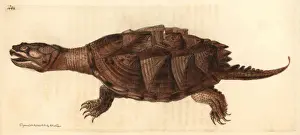 Turtle Prints: Snapping turtle, Chelydra serpentina