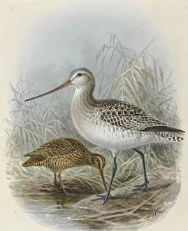 Images Dated 14th December 2011: Snares Island Snipe and Bar-Tailed Godwit