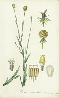 Seeds Prints: Sneezeweed, Helenium aromaticum