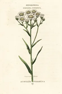 Achillea Collection: Sneezewort yarrow, Achillea ptarmica