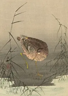Snipe Prints: Snipe bird in reeds