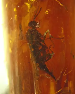 Brachycera Prints: Snipe fly in Baltic amber