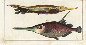 Encyclopedia Gallery: Snipefish and grooved razorfish