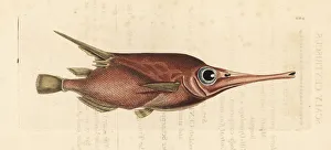 Naturalists Collection: Snipefish, Macroramphosus scolopax