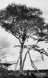 Images Dated 16th June 2016: Sniper in tree en route to Morogoro, East Africa, WW1
