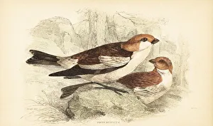 Snow bunting, Plectrophenax nivalis