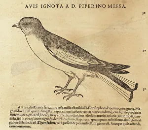 Cambier Prints: Snow bunting, Plectrophenax nivalis