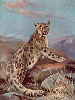 Ounce Prints: Snow Leopard (Or Ounce)