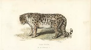 Panthera Collection: Snow leopard or ounce, Panthera uncia. Endangered