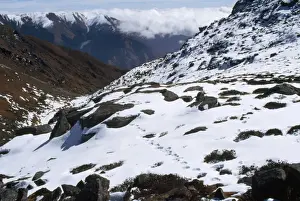 Habitats Prints: Snow Leopard Tracks - 4500m altitude