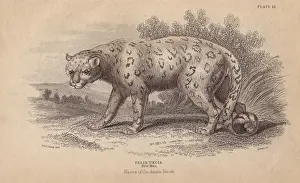 Jardine Prints: Snow leopard, Uncia uncia or Panthera uncia Endangered