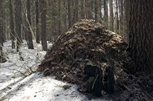 Taiga Prints: Snow melts early on an anthill - large anthill