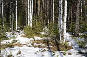Taiga Prints: Snow melts in mixed taiga forest