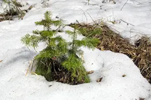 Taiga Prints: Snow melts in mixed taiga forest - young Spruce