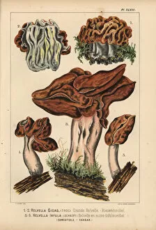 False Collection: Snow morel, Gyromitra gigas, and hooded false