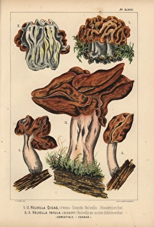 Switzerland Gallery: Snow morel, Gyromitra gigas, and hooded false