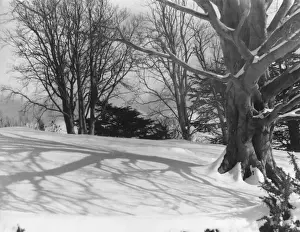 Shadows Prints: Snow Shadows