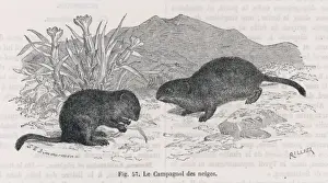 SNOW VOLES