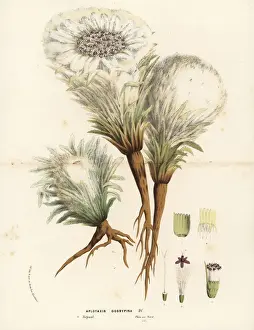 Snowball Prints: Snowball plant, Saussurea gossypiphora