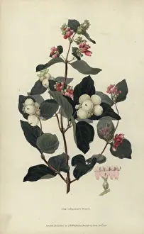Richardmorris Prints: Snowberry, Symphoria racemosa