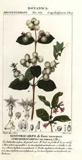 Images Dated 26th March 2020: Snowberry, Symphoria racemosa