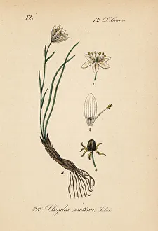 Lily Gallery: Snowdon lily, Gagea serotina