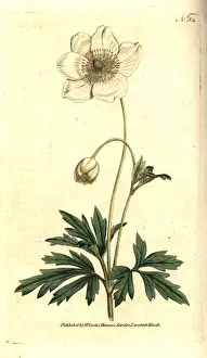 Snowdrop Prints: Snowdrop anemony, Anemone sylvestris