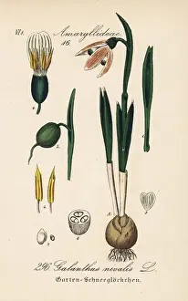 Snowdrop Prints: Snowdrop, Galanthus nivalis