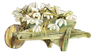 Snowdrop Prints: Snowdrops in a wheelbarrow on a cutout Christmas card