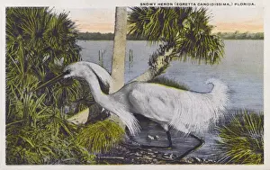 Egret Prints: Snowy Egret (Egretta thula), Florida, USA