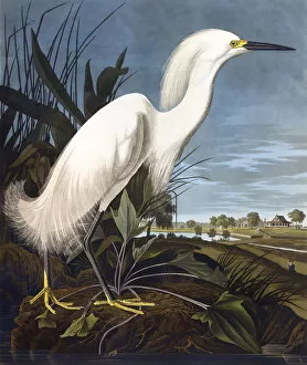 Latest Fine Art Gallery: Snowy Heron, by John James Audubon