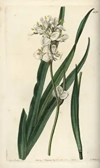 Sydenhamedwards Prints: Snowy mermaid, Libertia chilensis
