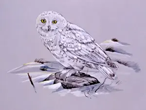 Snowy Owl
