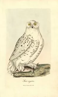 1821 Collection: Snowy owl, Bubo scandiacus