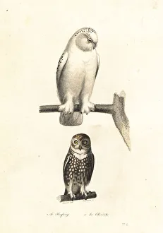 Fournier Prints: Snowy owl and Eurasian pygmy owl