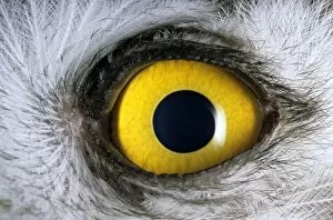 Juvenile Collection: Snowy Owl - Eye - juvenile - a fledgling
