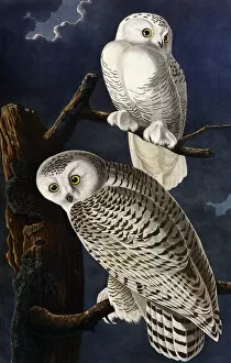 Flora Collection: Snowy Owl, by John James Audubon