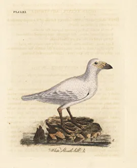 Albus Gallery: Snowy sheathbill, Chionis albus