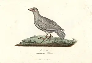 Snowy sheathbill, Chionis albus