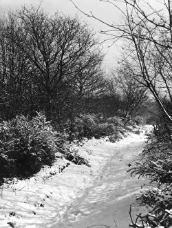 Snowy Woods