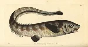 Snub Prints: Snub-nosed spiny eel, Notacanthus chemnitzii