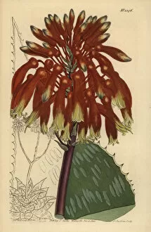 Maculata Gallery: Soap aloe or zebra aloe, Aloe maculata