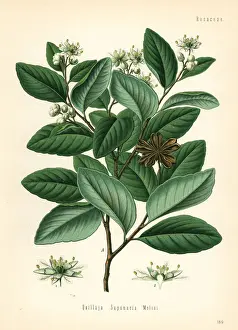 Koehlers Prints: Soap bark tree or soapbark, Quillaja saponaria