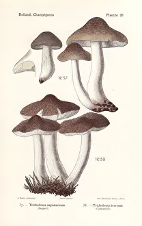 Fungus Collection: Soap-scented toadstool and grey knight mushroom