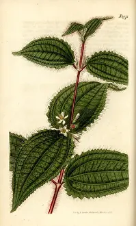 Curse Prints: Soapbush or Kosters curse, Clidemia hirta
