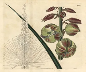 Adams Gallery: Soapweed, Yucca glauca