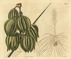 Glauca Prints: Soapweed yucca or Spanish bayonet, Yucca glauca
